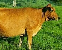 cattle.jpg